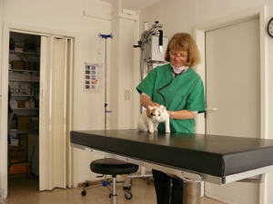 Schmerztherapie und Operationen bei Welpen, Katzen und großen Hunden in München